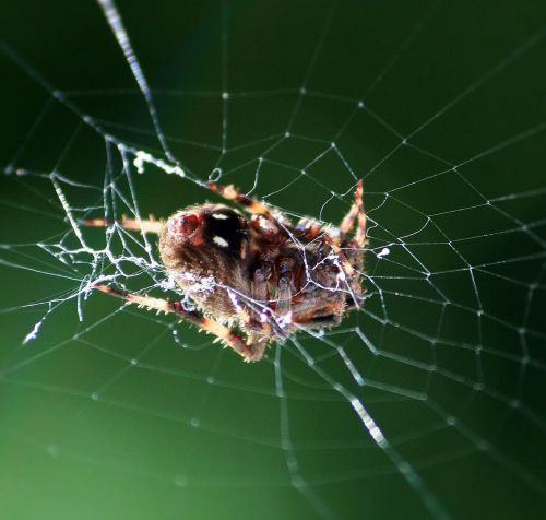 spider rest web