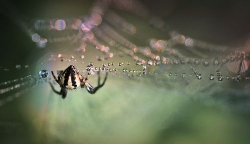 spider insect close