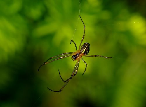 spider long-jawed orb weaver web