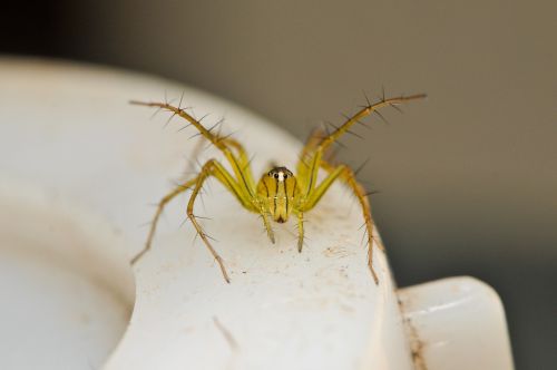 spider animal arachnid