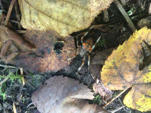 spider autumn forest