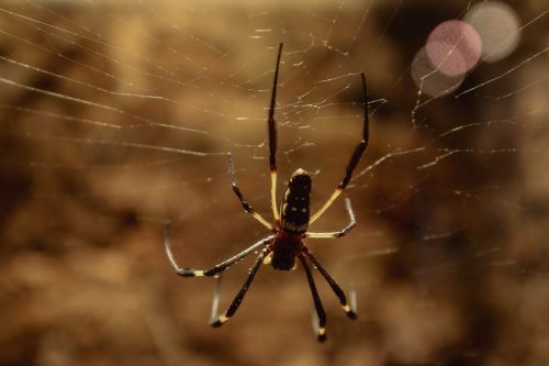 spider spider silk network