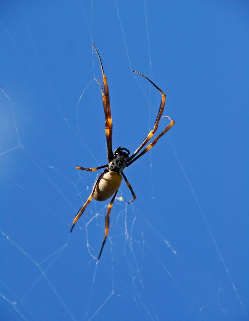 spider spider web orbweaver spider