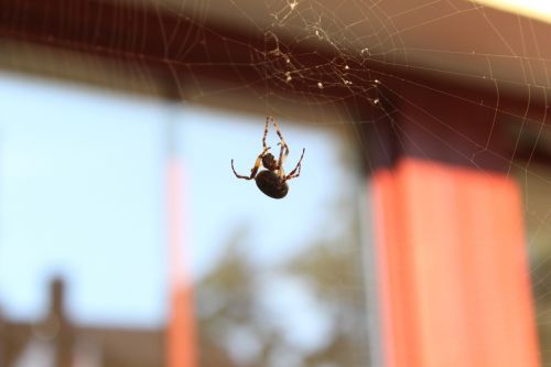 spider spider web arachnids