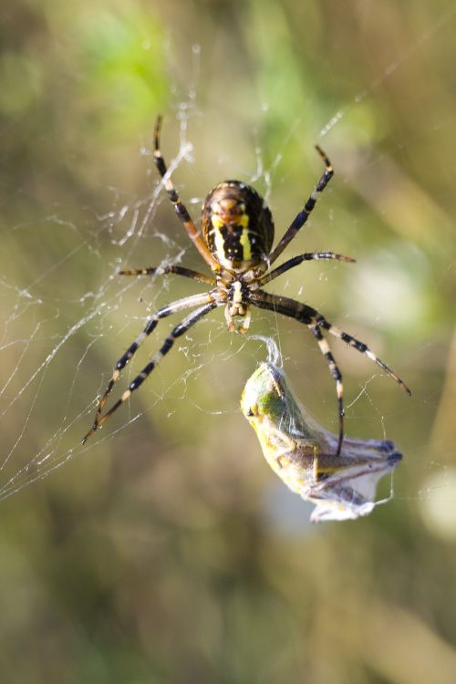 spider macro nature