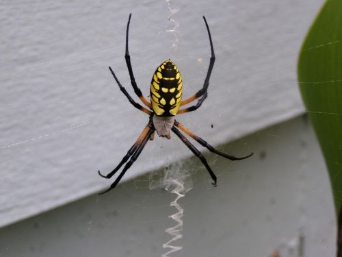 spider bug macro