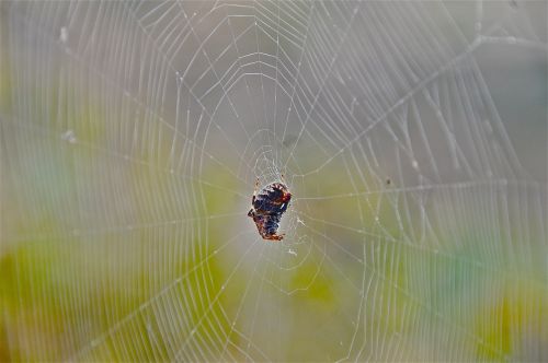 spider network cobweb