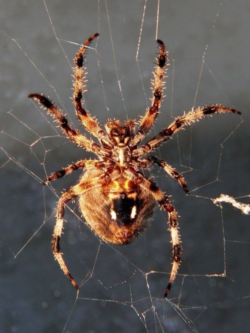 spider spotted orbweaver