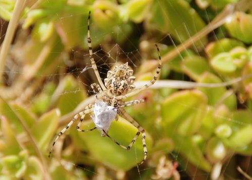 spider cobweb close