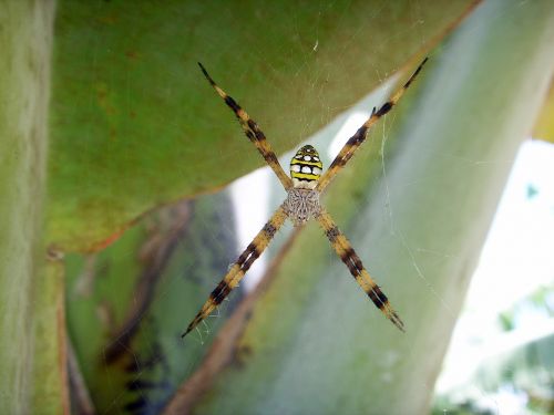 spider australia toxic
