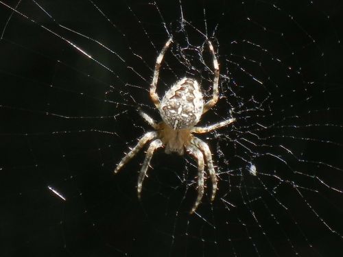 spider cobweb insect