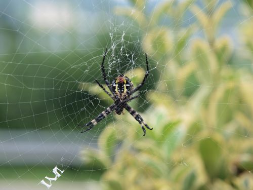 spider nature outdoor