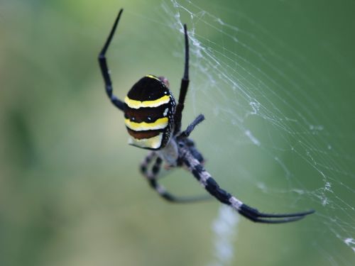 spider nature outdoor