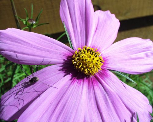 spider purple flower