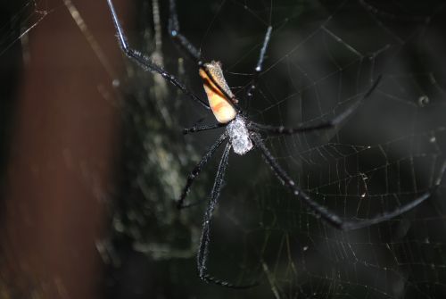 spider spider insect spiderweb