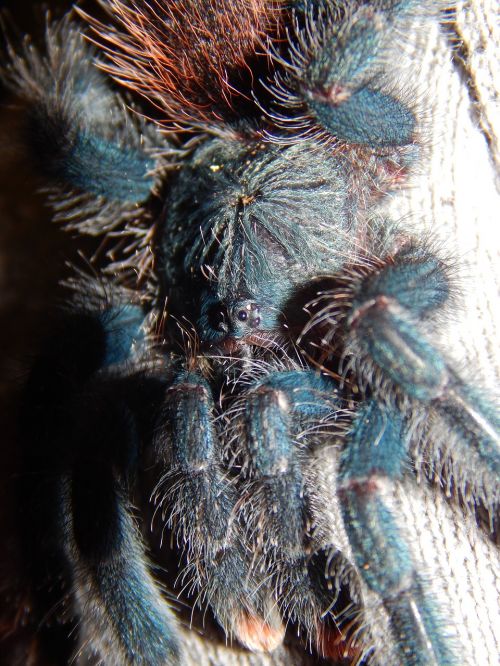 spider tarantula arachnid