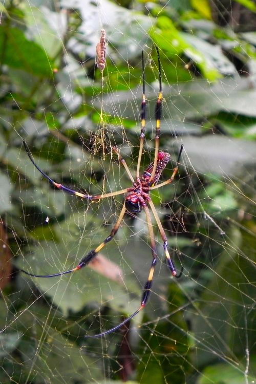 spider nature canvas