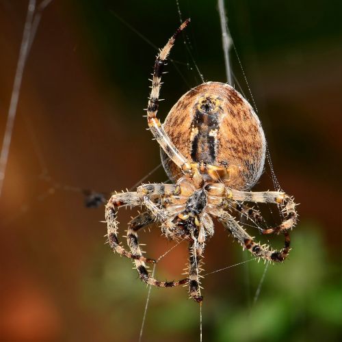 spider weaving