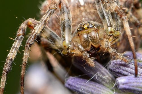 spider macro