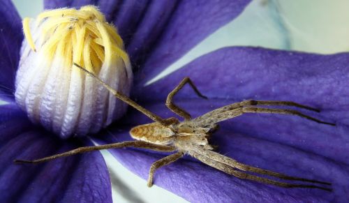 spider insect rovspindel pisaura mirabilis