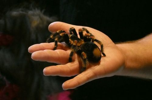spider tarantula arachnophobia