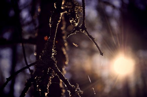 spider sun web