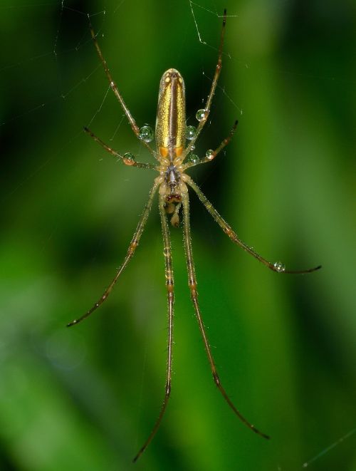 spider insect arachnida