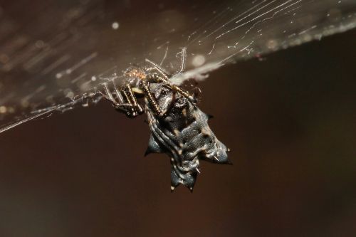 spider black arachnid