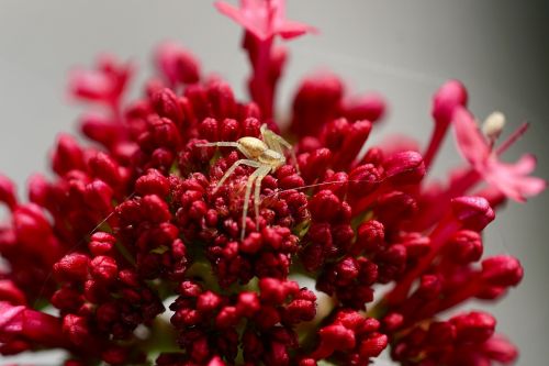 spider nature flower