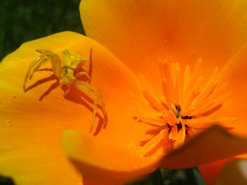 spider flower nature