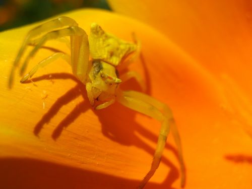 spider flower nature