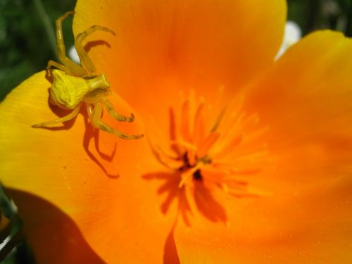 spider flower nature