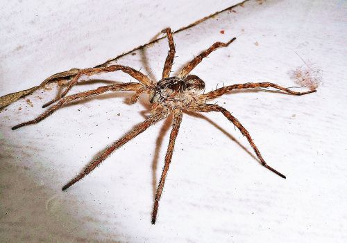 spider home arachnid