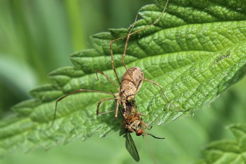 spider prey hunter