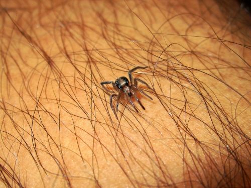 spider bug tick
