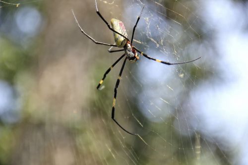 spider nature close