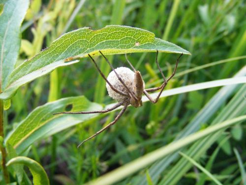 spider insect arachnid