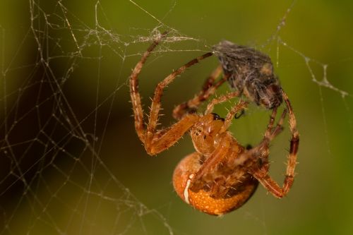 spider prey cobweb