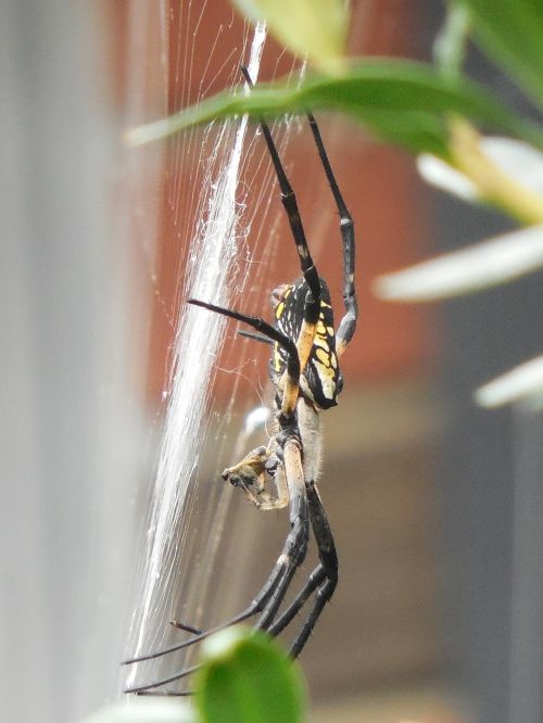 spider web nature