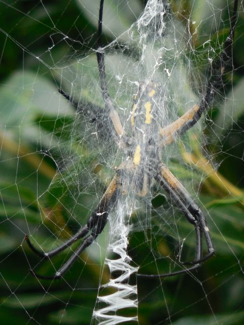 spider web nature