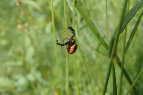 spider macro insect