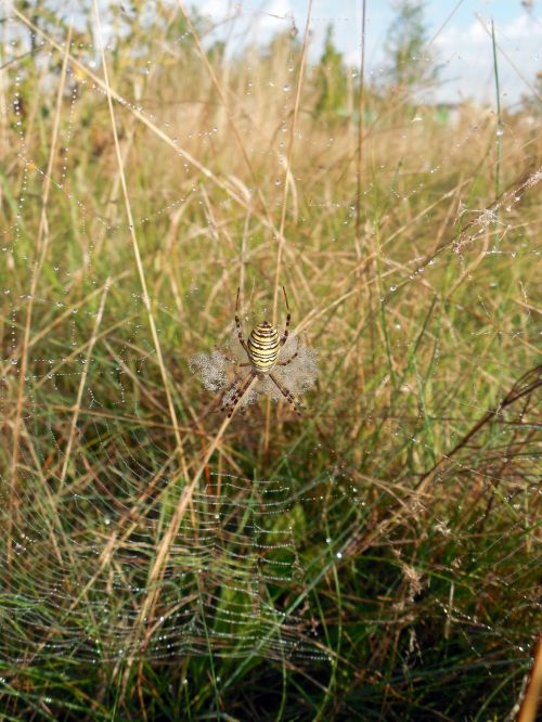 spider cobweb insect