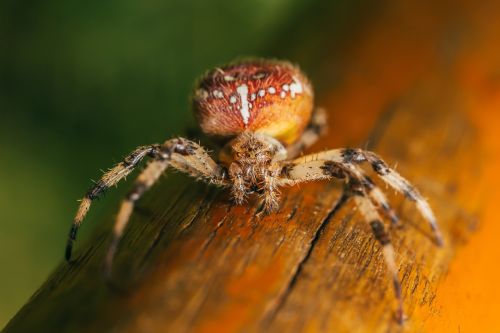 spider arachnid insect