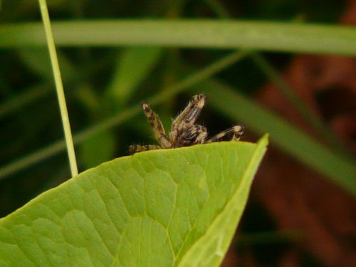 spider leaf risk