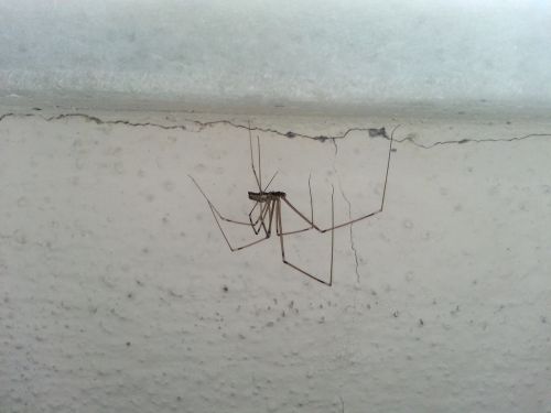 spider паук güzelyalı