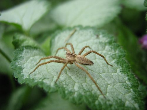 spider foliage arthropod