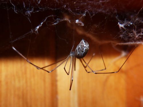 spider spider zancuda web