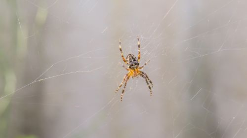 spider cobweb network