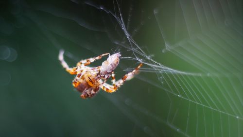 spider network prey