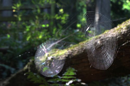 spider nature web